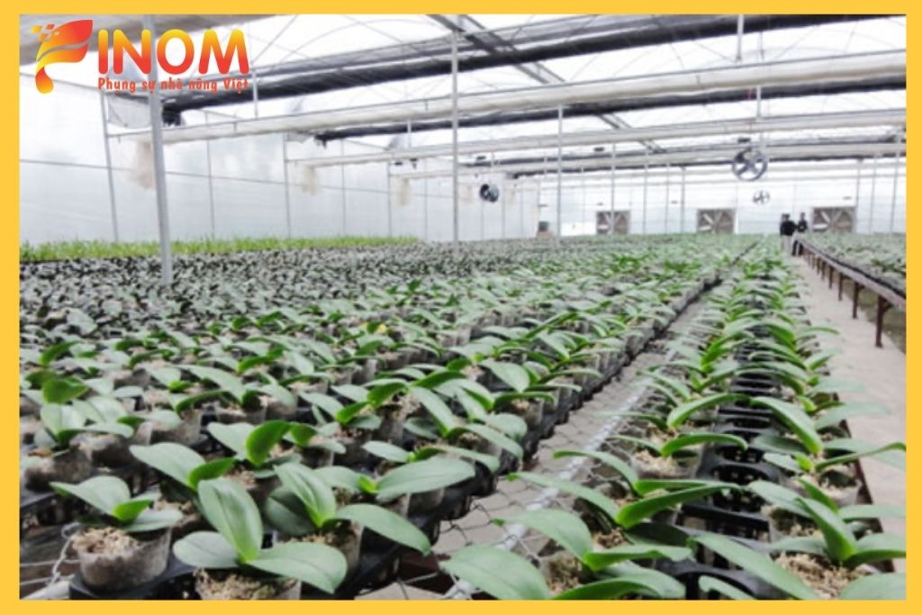 Trồng lan hồ điệp trong mô hình nhà kính Dungluoicom #3 Trồng lan hồ điệp trong mô hình nhà kính Dungluoicom